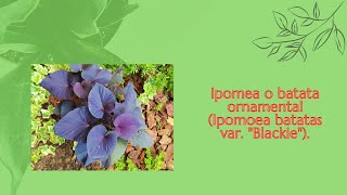 🍀 Ipomea o batata ornamental Ipomoea batatas var quotBlackiequot 🍀 [upl. by Rocker]