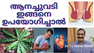 ആനച്ചുവടി  Hidden Secrets of Anachuvadi Ayurvedic Plant [upl. by Enahpad]