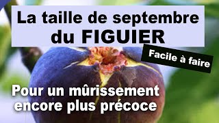 Figuiers Lobjectif de la taille de septembre [upl. by Rolan]