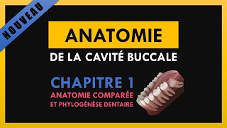 Anatomie De La Cavité Buccale  Chapitre 1  Anatomie comparée et phylogénèse dentaire [upl. by Byers]