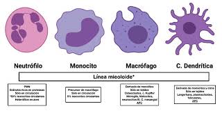 Fagocitosis [upl. by Diet]