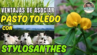 Ventajas de asociar pasto TOLEDO con STYLOSANTHES ganaderoscolombia ganaderiacolombiana [upl. by Pinsky976]