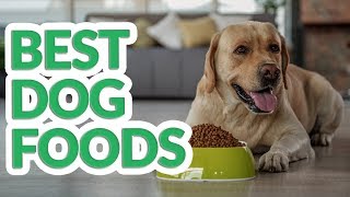 Best Dog Food 2019  10 TOP Dog Foods [upl. by Layod594]