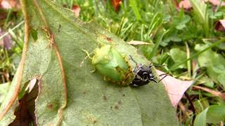 Green Stink Bug molting [upl. by Noevart]