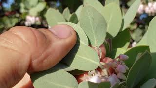 93 What the hell species of Arctostaphylos is this A diagnostic primer [upl. by Aitnom]