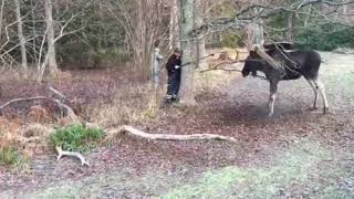 Man Rescues Moose Trapped in a Tree in Small Swedish Town [upl. by Salamone]