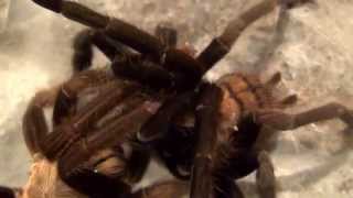 Tarantulas  The Weird and Wonderful World of Mating [upl. by Malinde]