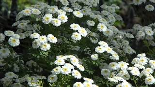 Tanacetum parthenium Double White [upl. by Teodora]