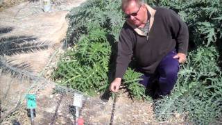 UNCE Orchard Growing Artichokes in the DesertMP4 [upl. by Ibby]