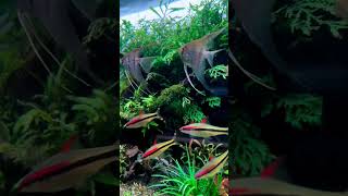 The Viral Denison Barb A MustHave for Aquascape Enthusiastsshorts [upl. by Zirtaeb110]