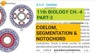 Class 11 BiologyCh4 Part3Coelomsegmentation amp notochordStudy with Farru [upl. by Malinda685]