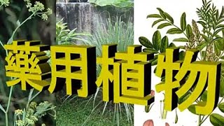 藥用植物 維基百科 ，知識教育頻道 [upl. by Ainessey312]