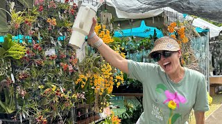 Redland International Orchid Festival 2024 Great Vendors amp Orchids Tips Before You Go Preview Day [upl. by Eissen948]