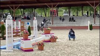 Pacific Blue 2017 stallion Plot Blue x Caretino 1st start in showjumping [upl. by Imuy]