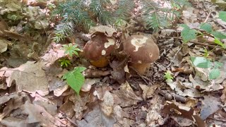 Boletus edulis 🍄 boletus porcini grzyby гриби pilze [upl. by Creight]