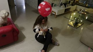 My Dogs Reaction to Gas Balloon  Mumbai Seafood Festival  SS vlogs [upl. by Cirad]