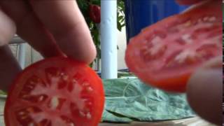 ⟹ Cosmonaut Volkov Tomato Lycopersicon esculentum Tomato Review [upl. by Mavra]