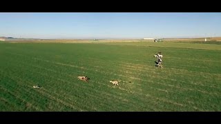 Carrera de galgos y liebre visto desde el dron [upl. by Leyla]