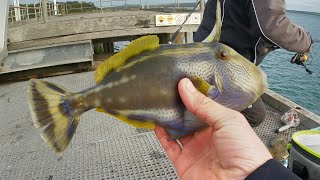 Fishing Corinella pier ￼ [upl. by Marylynne]