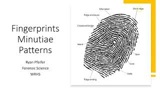 Fingerprint Minutiae Patterns [upl. by Kral]