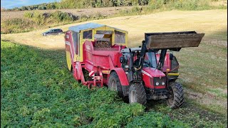 Potato Harvesting Norway  Grimme 8555  Massey Ferguson 6470 [upl. by Ahsitnauq884]