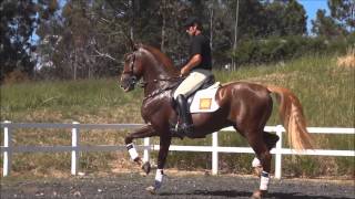 FestivalCavalo Lusitano Adestrado Hipica Rancho Novo [upl. by Alexander801]