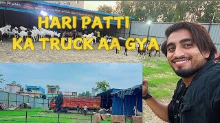 HARI PATTI KA TRUCK 🚚 AA GYA KHUD KI BRAND VALUE BNAOSABRIGOATFARM DAILYVLOG [upl. by Naujej]