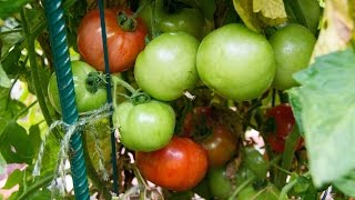 Growing Tomatoes In Containers  Best Tips amp Advice [upl. by Alrep]