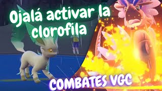 LEAFEON en KORAIDON TEAM 🍃 COMBATES VGC 👑 Pokémon SV  rentalteam playpokemon [upl. by Aicirtak]