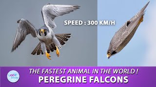 The Fastest Animal in the World  Peregrine Falcons [upl. by Itsur]