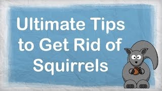 How to get rid of squirrels  ULTIMATE Repellent for Getting Rid of Squirrels  How to Repel Pests [upl. by Llertac]