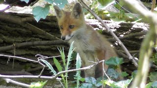 Schreiende Füchsin und neugieriger Nachwuchs  Fox calling [upl. by Ellenuahs]