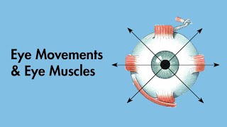 Cardinal Positions of Gaze  Eye Movements and Eye Muscles  Cranial Nerves  MEDZCOOL [upl. by Staffan]