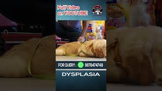 Hip Dysplasia Insights For Your Dog [upl. by Leo]