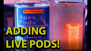 Adding Live Pods To Your Reef Tank \\ Reef Nutritions Live Copepods [upl. by Anehc]