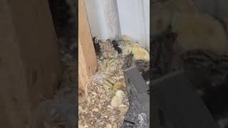 Button quail and coturnix quail chicks buttonquail coturnixquail quail chicks brooder fypシ゚ [upl. by Westfahl493]