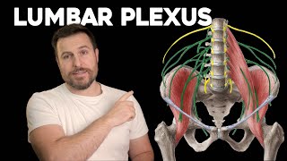 The Lumbar Plexus Explained  Corporis [upl. by Thor705]