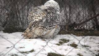 Snowy Owls Metro Toronto Zoo [upl. by Vita842]