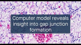 Simulation of gap junction formation reveals critical role disulfide bonds hemichannel docking [upl. by Clorinda155]