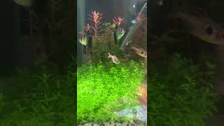 Pearlweed  pearling aquarium snailfish aquariumfish howtocreateguppyfishstrain tropicalfish [upl. by Creedon265]