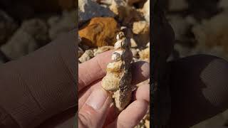 Gastropod Fossil found in North Texas [upl. by Can]