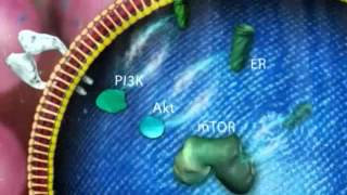 The mTOR pathway in ER advanced breast cancer [upl. by Dressler424]