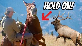 Can We Outsmart This Bull Elk 5 Day Trip [upl. by Denys]