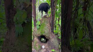 An eagle on a parrots nestbird parroteagle wildlife love eggs 🦜🦜🦅🦅🦅❤️ [upl. by Stutzman362]