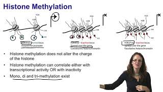 2 Histone acetylation and histone methylation [upl. by Nottirb]