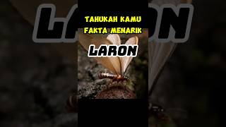 tahukahkamu FAKTA MENARIK LARON [upl. by Alicia]