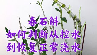 01302023 Dendrobium Care 春石斛从控水到恢复正常浇水 [upl. by Pollak]