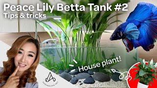 Aquascape Tutorial Step by Step Peace Lily Betta Fish Aquarium How To [upl. by Adnerb]