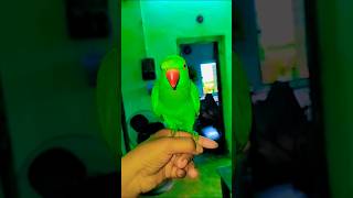 Mithu mithu 🦜🦜🦜 shorts youtubeshorts shortvideo trending viralvideo mithu tota parrot [upl. by Enimassej]