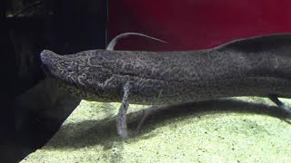 アフリカハイギョ （カワスイ 川崎水族館）African lungfish [upl. by Nylanej290]